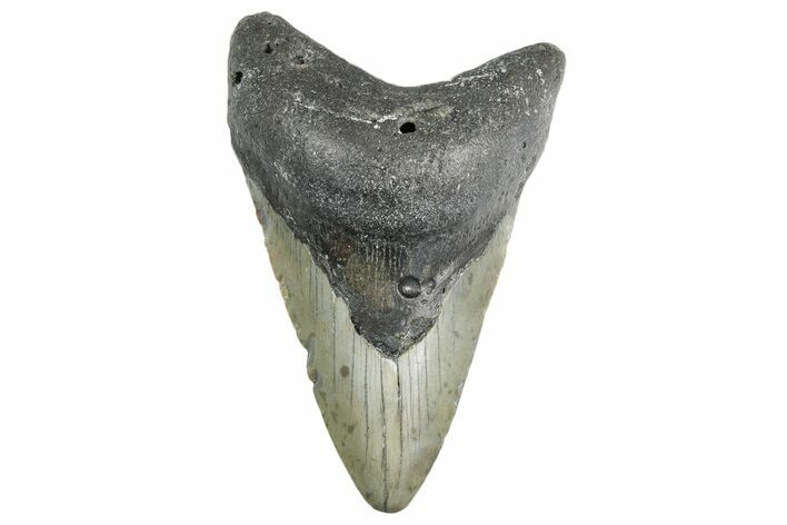 Fossil Megalodon Tooth - North Carolina #354510